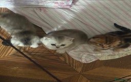 British Shorthair cats for sale: 🥰Beautiful kittens with rare colouring🥰 - Image 32