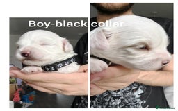 Maltipoo dogs for sale: F2 Mini Maltipoo, 4 boys - Image 4