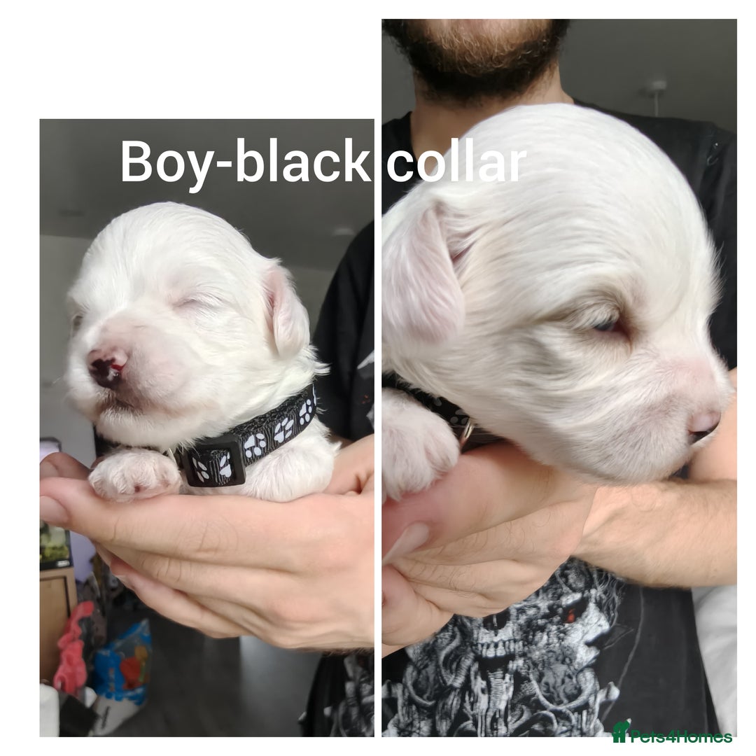 Maltipoo dogs for sale: F2 Mini Maltipoo, 4 boys - Image 4