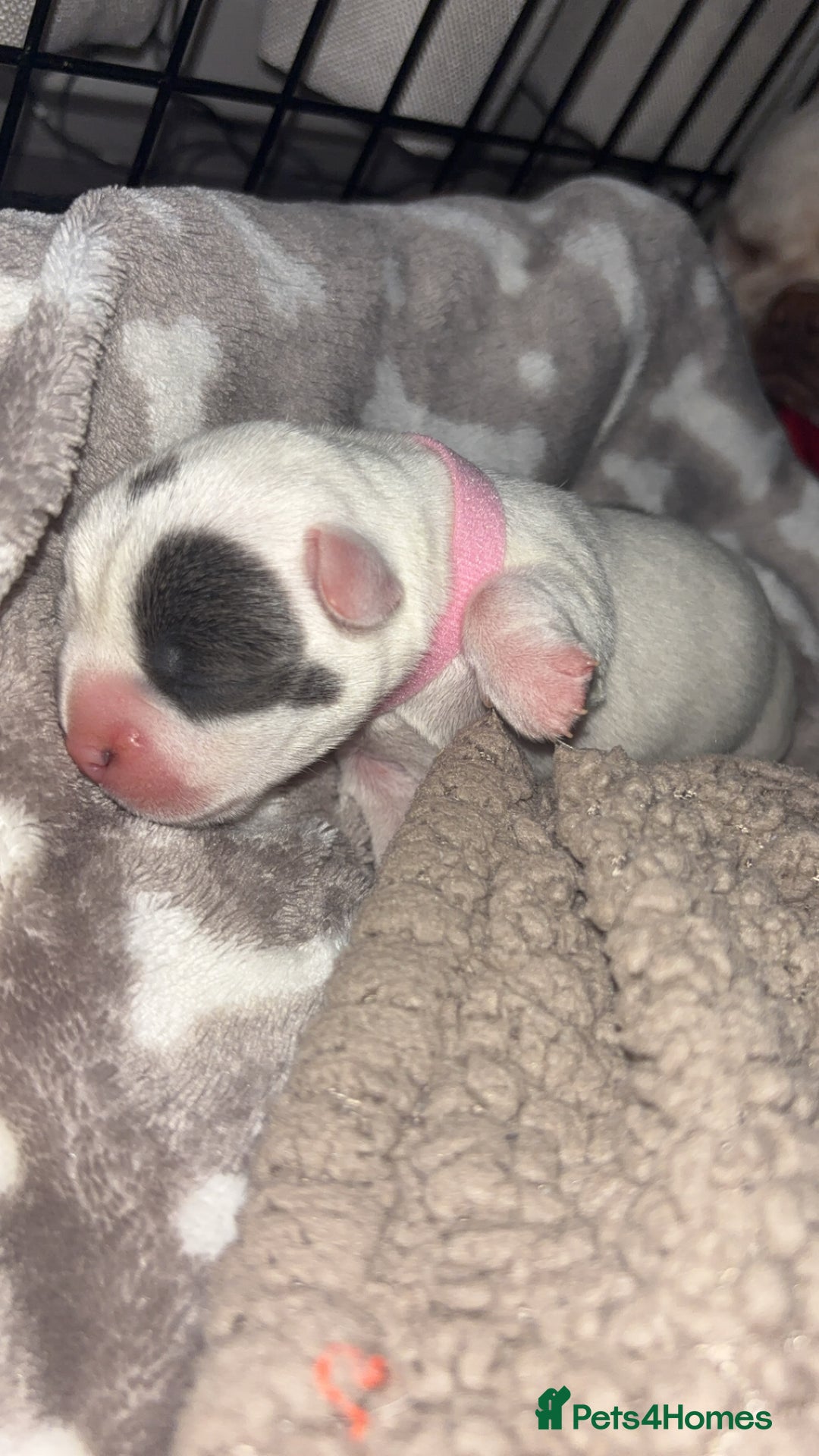 Mixed Breed dogs for sale: French bulldog mixed chihuahua  - Image 6