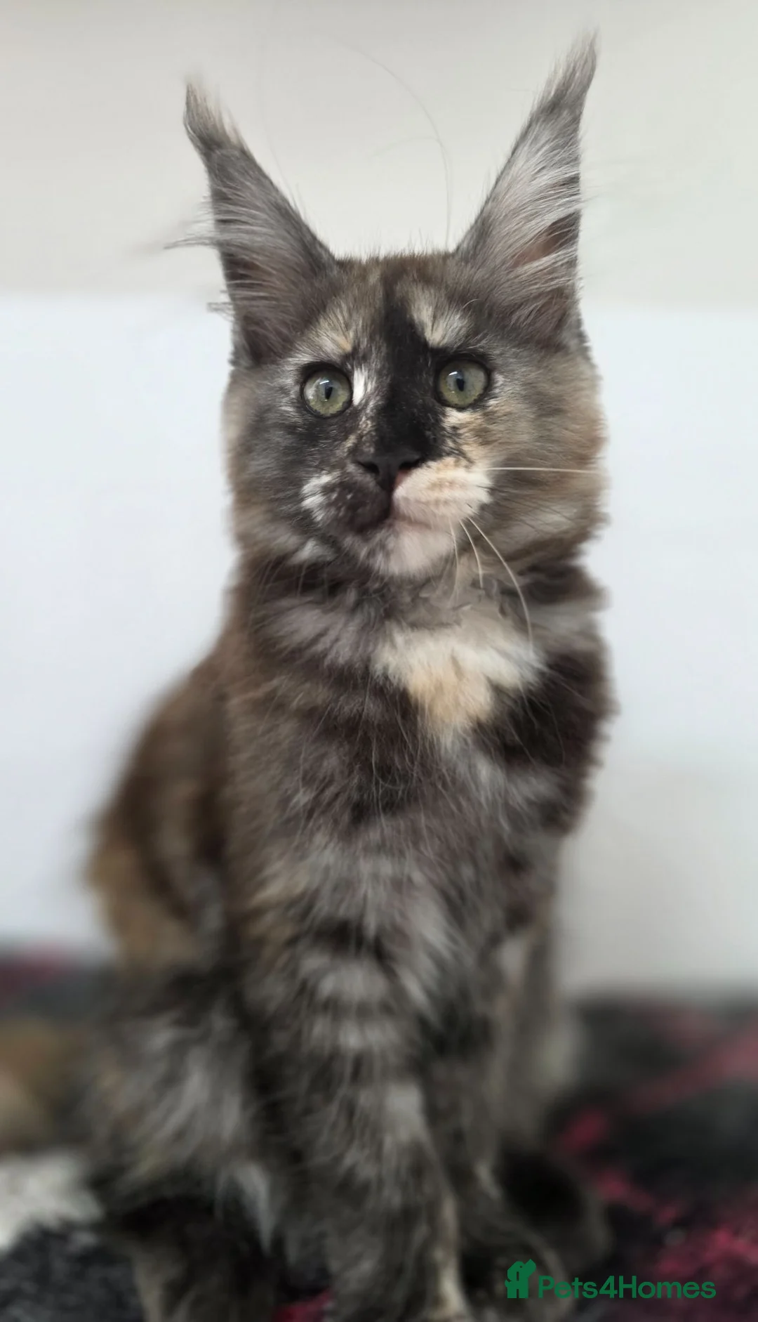 Maine Coon cats for sale: 🐾 Beautiful GCCF Registered Pedigree Kittens 🐾 - Advert 1