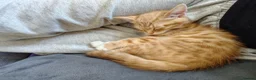 Mixed Breed cats for sale: 2 sibling kittens - Advert 3