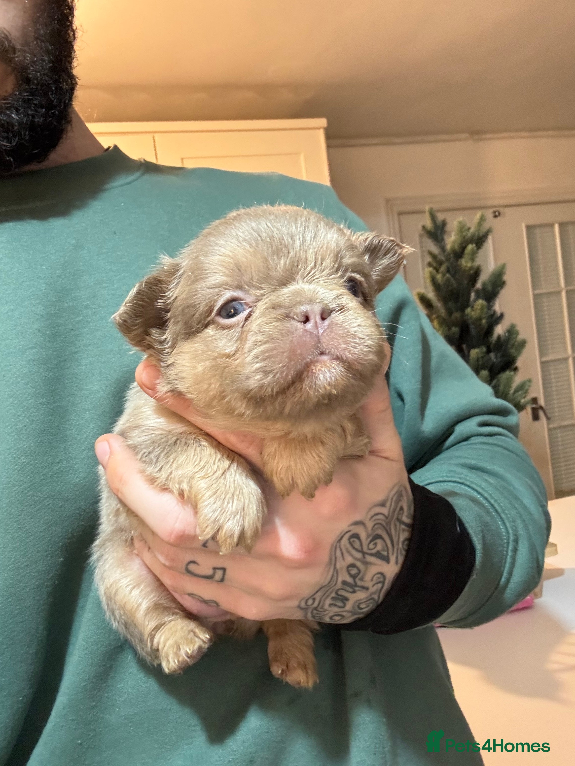 French Bulldog dogs Fluffy french bulldogs READ DESCRIPTION  - Advert 1