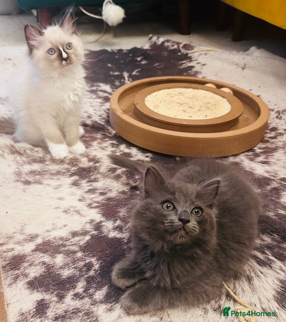 Ragdoll cats for sale: Beautiful Persia dolls  - Image 1