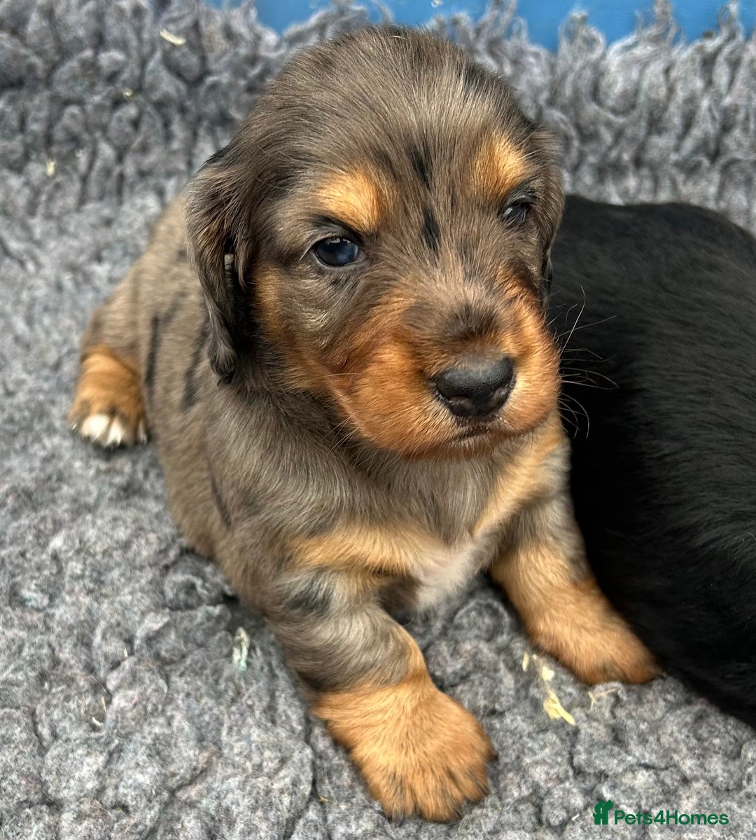 Dachshund dogs for stud: LONGHAIRED KC REG TRI COLOURED STANDARD FOR STUD  in Lancaster - Advert 20