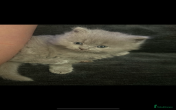 British Longhair cats for sale: 💜🩵 BRITISH LONG HAIR KITTENS 🩵💜 - Image 6