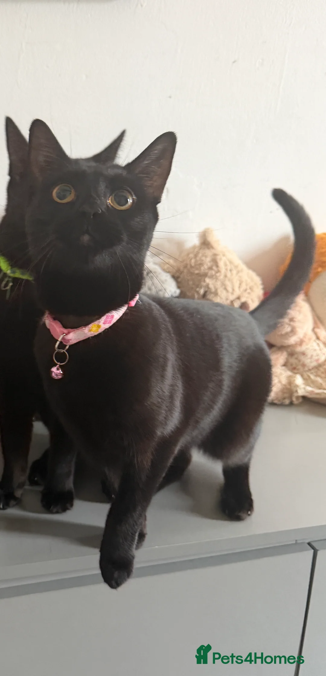 Mixed Breed cats for sale: 3 cats looking for a forever home  - Advert 2