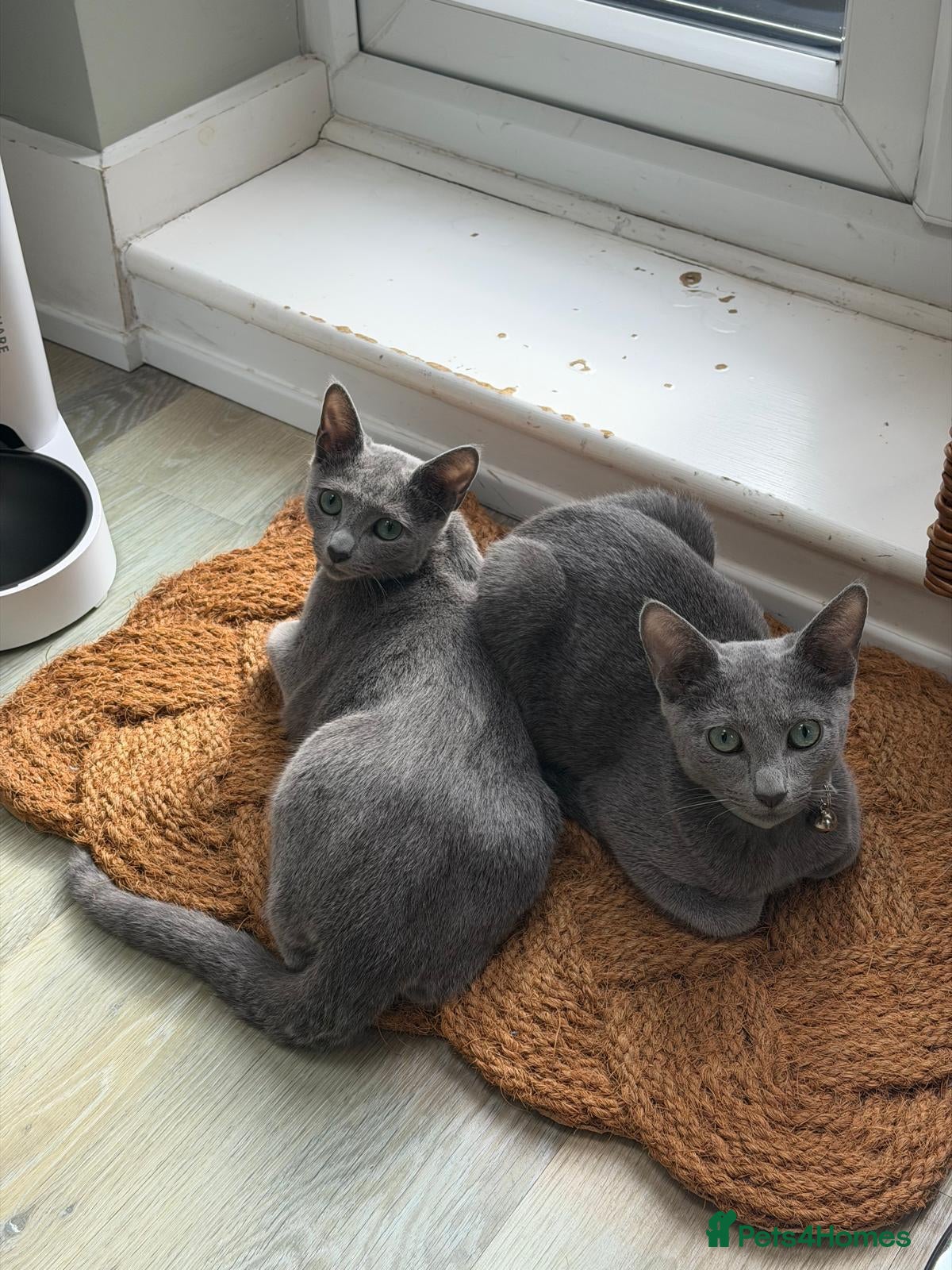 Russian Blue cats 2 Beautiful Russian Blue Kittens, 5 months old - Advert 1