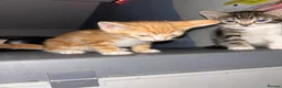 American Shorthair cats for sale: 2 shorts hair boys in Birmingham - Advert 6