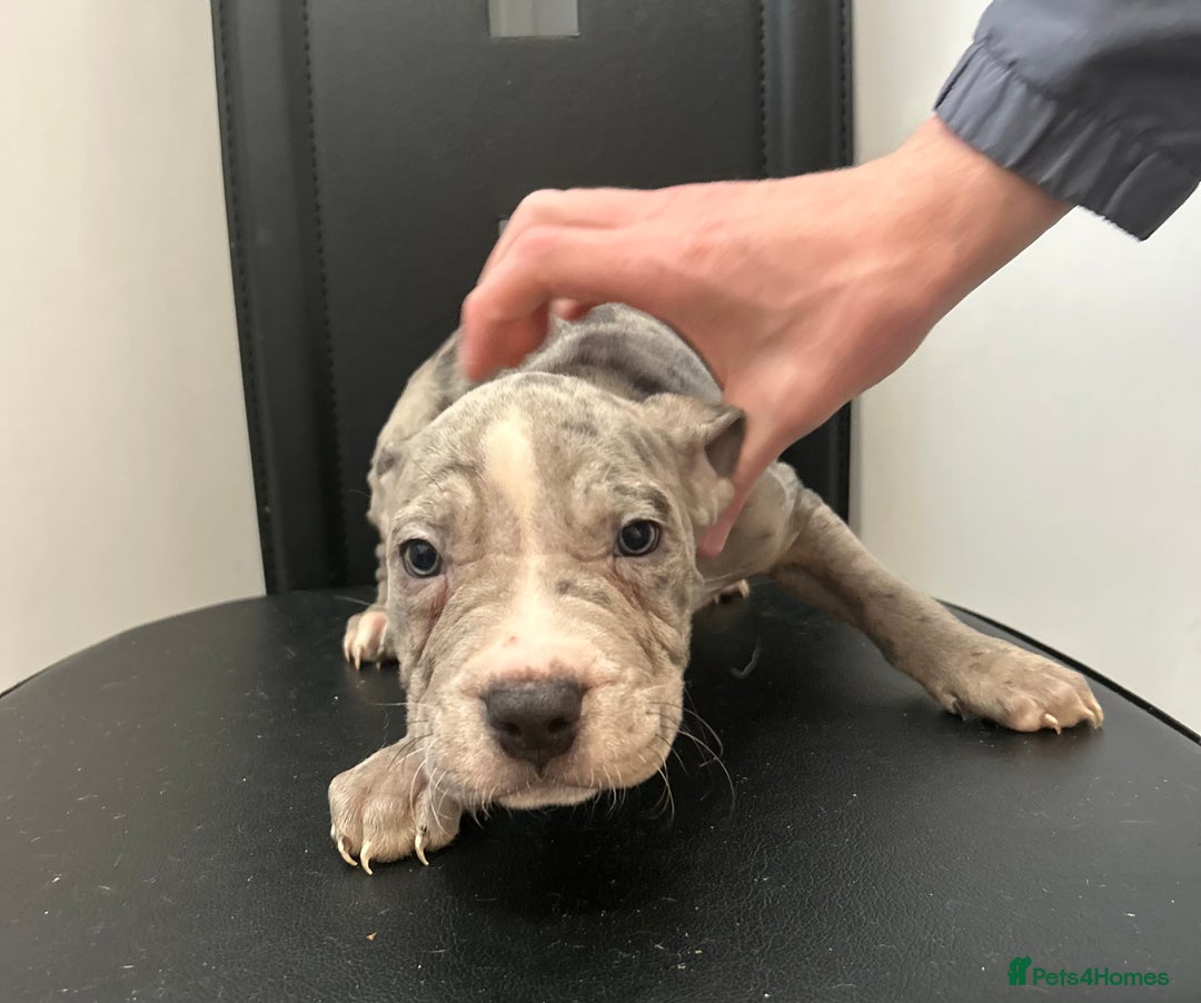 Mixed Breed dogs for sale: Mastiff x Shar pei puppies  - Image 5
