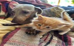 Miniature Dachshund dogs for sale: LOVELY MINI DACSHUND GIRL - Image 5