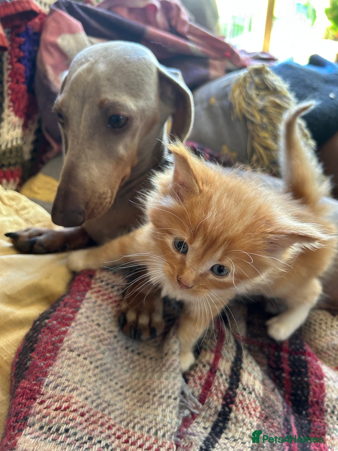 Miniature Dachshund dogs for sale: LOVELY MINI DACSHUND GIRL - Image 5