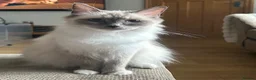 Ragdoll cats for sale: GCCF reg ragdolls - Advert 6