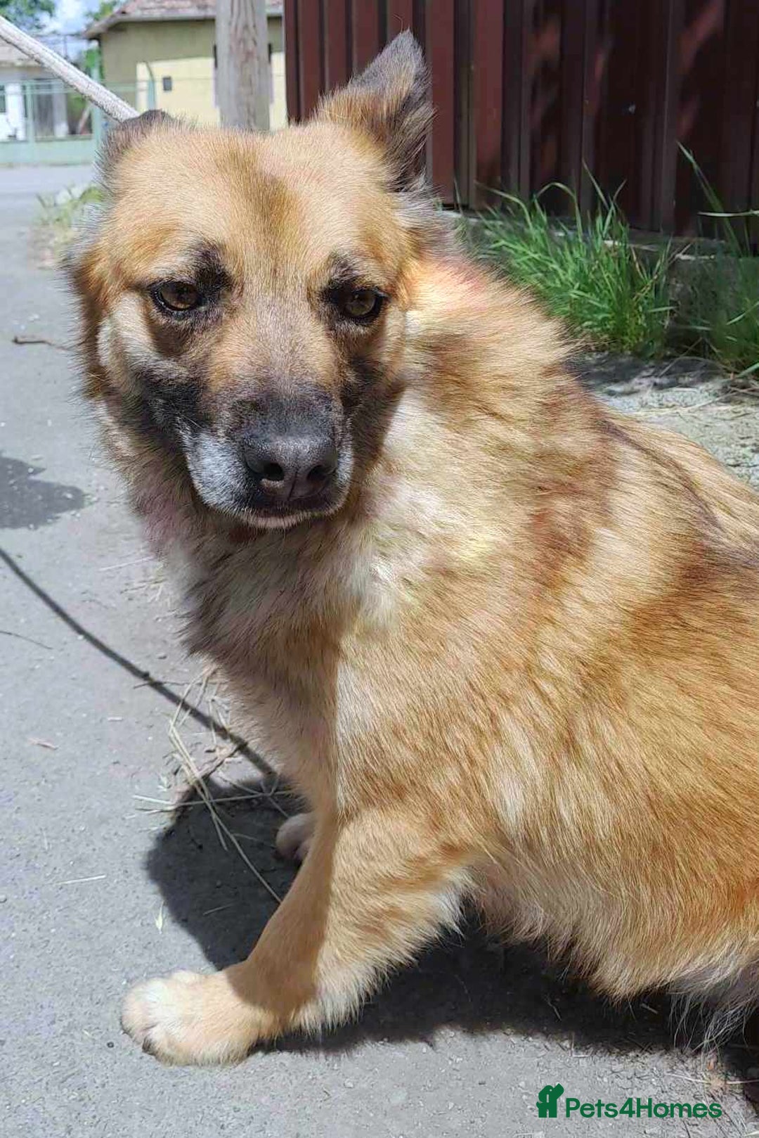 Mixed Breed dogs for adoption: 🐾 Happy – four years dreaming of a home 💛 - Advert 7