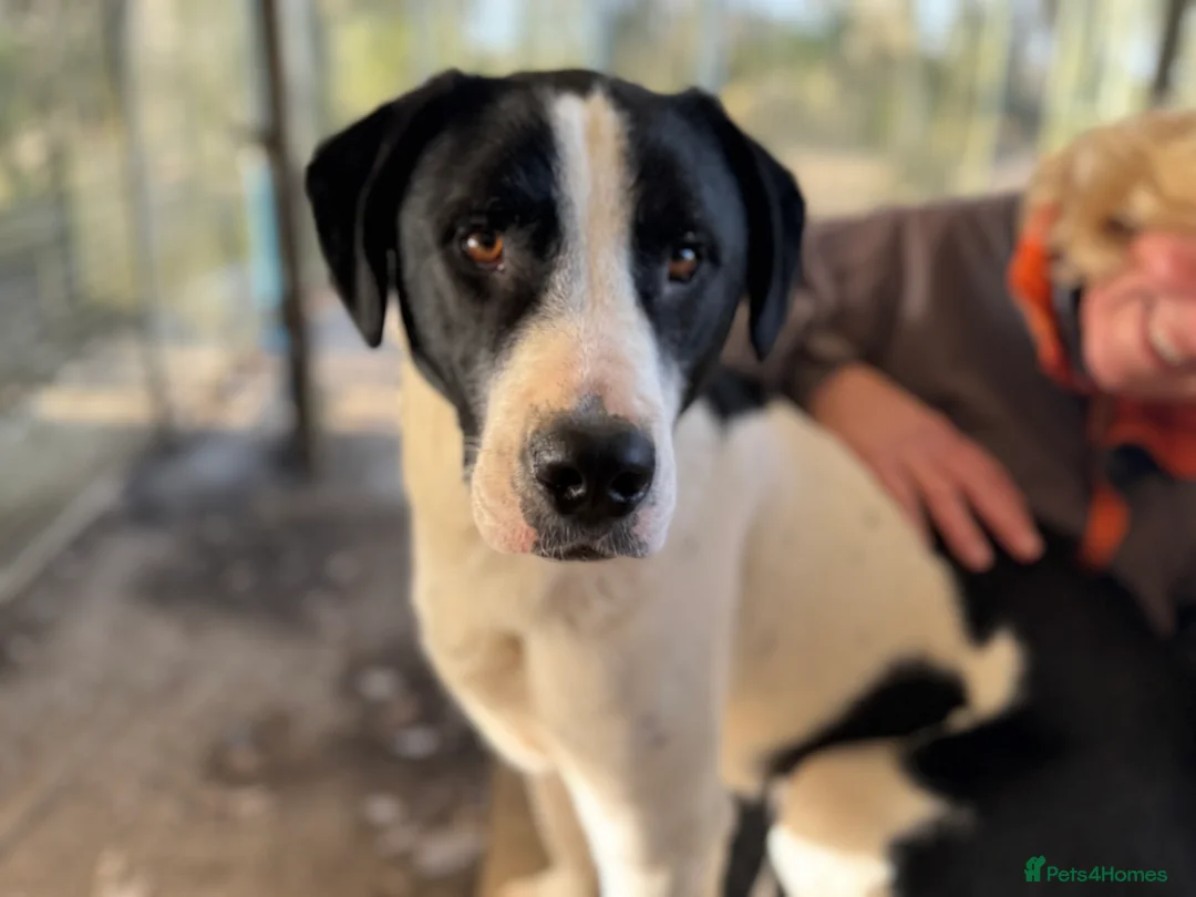 Mixed Breed dogs for adoption: Maya & Luca still waiting for you to see them 💔 - Advert 8