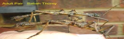 Stick Insects invertebrates for sale: Stick Insect Nymphs   Green Bean, Sabah , Sunny - Advert 2