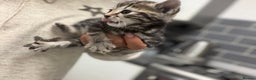 Bengal cats for sale: Adorable kittens for loving homes - Advert 25