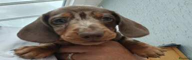 Miniature Dachshund 1