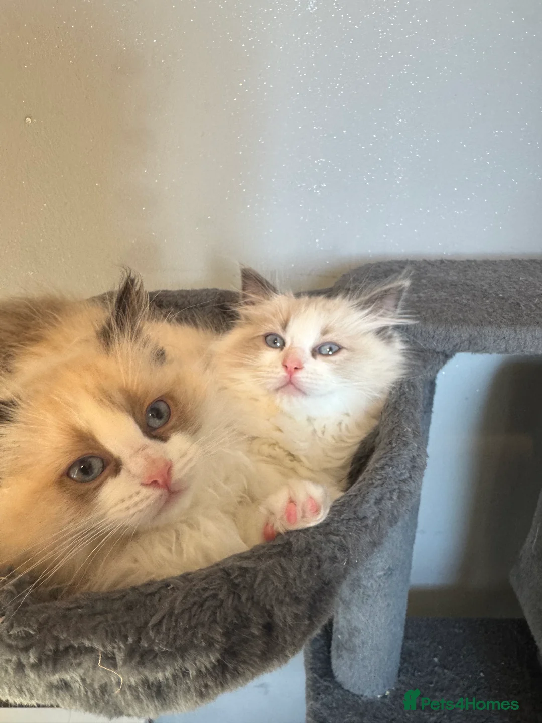 Ragdoll cats for sale: Adorable Pure Breed Ragdoll Kittens ❤️ - Advert 10
