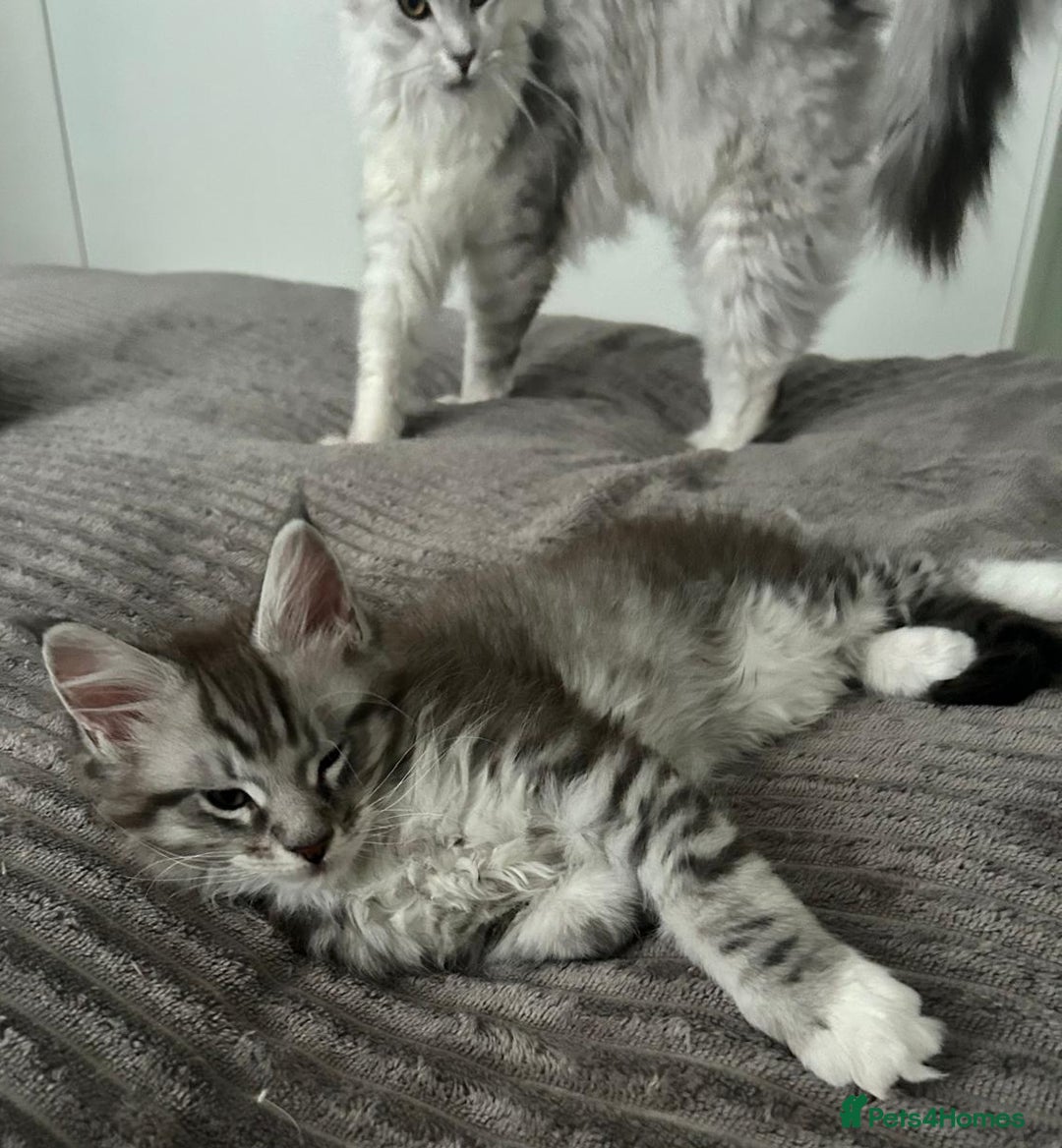 Maine Coon cats for sale: Gorgeous TICA Maine Coon Kittens - Advert 8