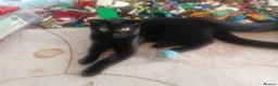 Russian Blue cats for sale: Uniqe russian blue/scottish fold mix - Advert 2