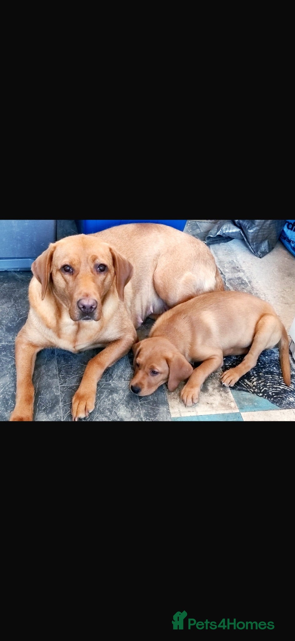 Labrador Retriever dogs Red fox Labrador  - Advert 1