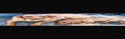 Labrador Retriever dogs for sale: Red fox Labrador  - Advert 1