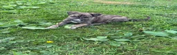 Mixed Breed dogs for sale: Lurcher pups for sale  - Advert 3