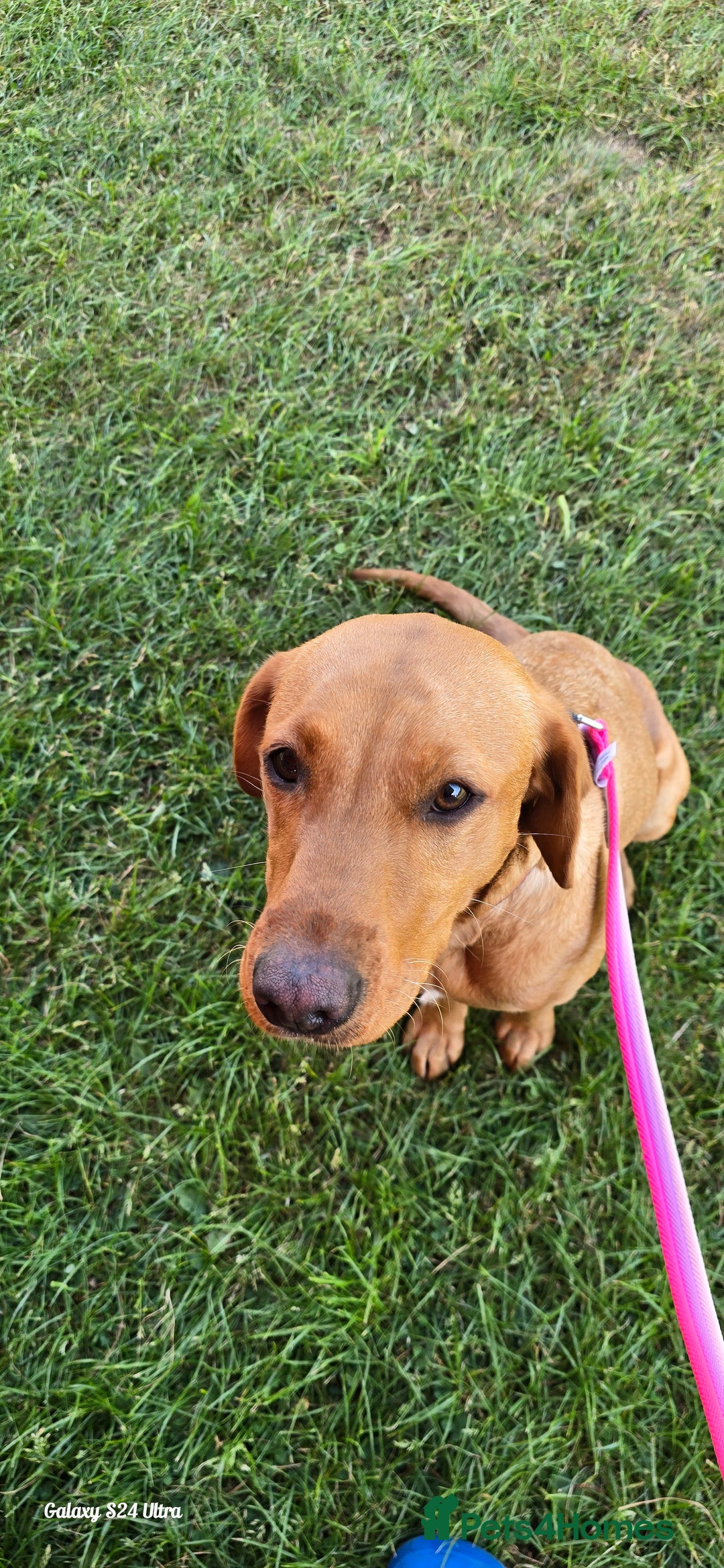 Labrador Retriever dogs for sale: Very loving, loyal fox red labrador for sale - Image 11