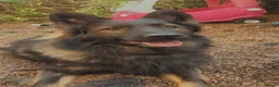 German Shepherd dogs for sale: German shepherd  in London - Advert 8