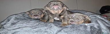 English Bulldog Puppy 3