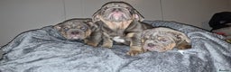 English Bulldog dogs for sale: English Bulldogs - Advert 2