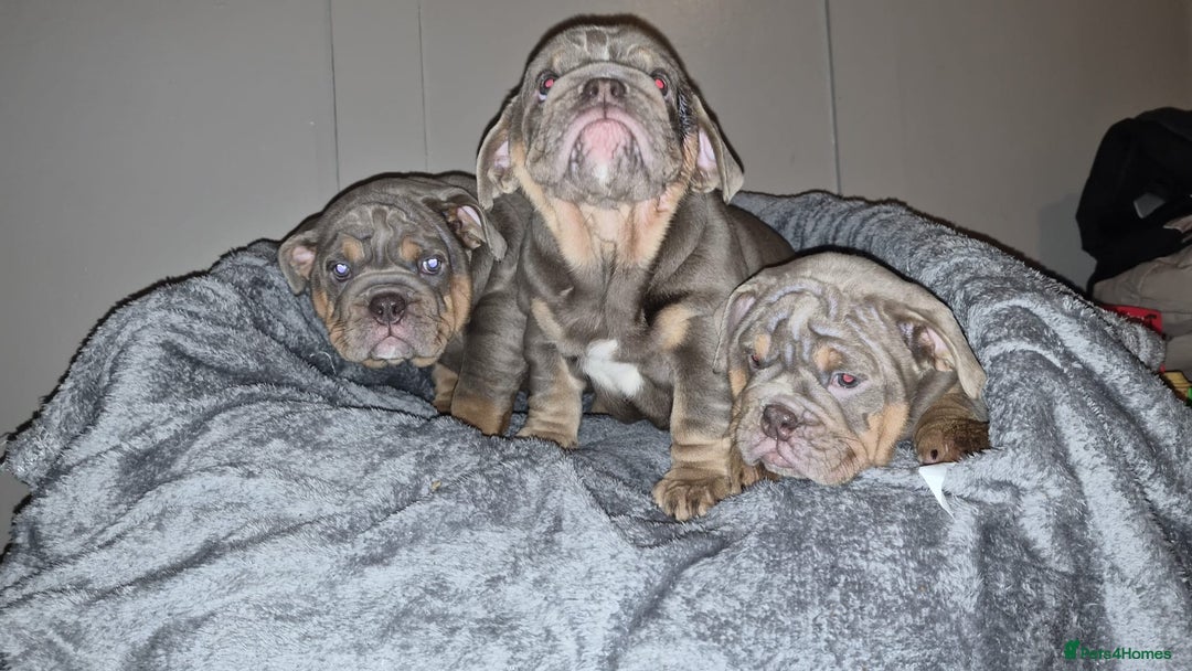 English Bulldog dogs for sale: English Bulldogs - Advert 2