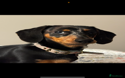 Miniature Dachshund dogs for sale: 2 year old girl  - Image 9