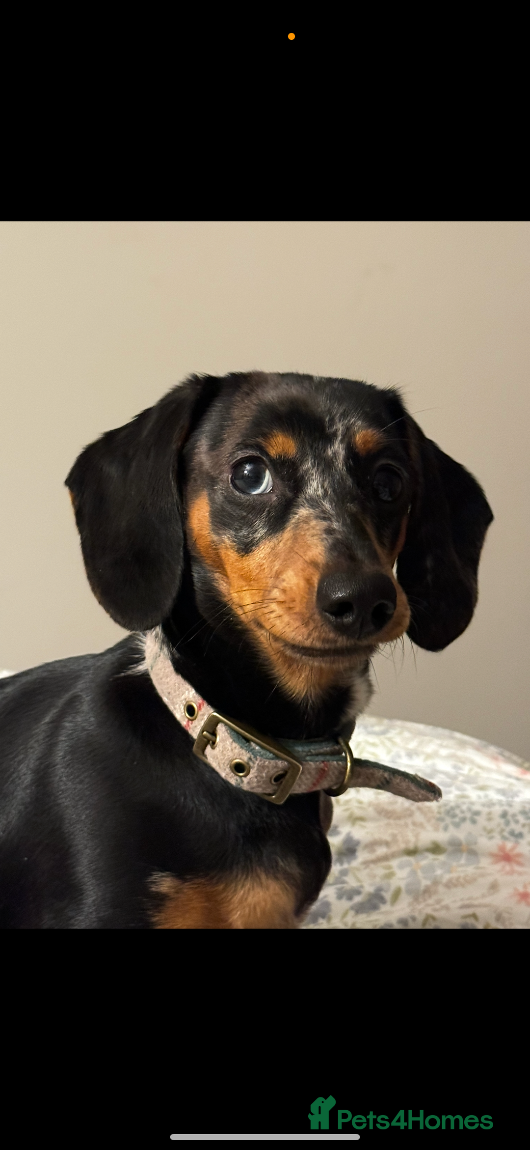 Miniature Dachshund dogs for sale: 2 year old girl  - Image 9