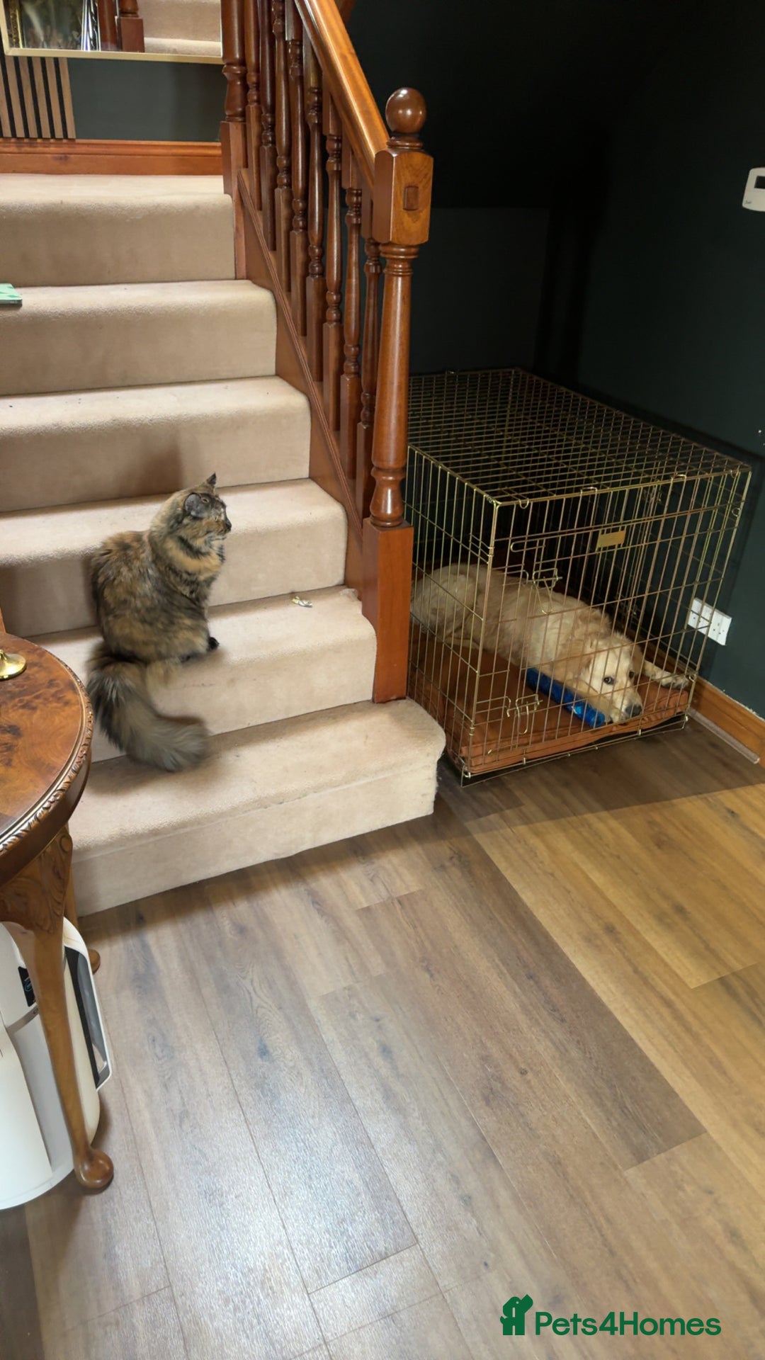 Golden Retriever dogs for sale: Arlo  - Image 6