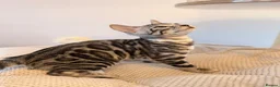 Bengal cats for sale: Exceptional Bengal Kittens Ready Now  - Advert 23