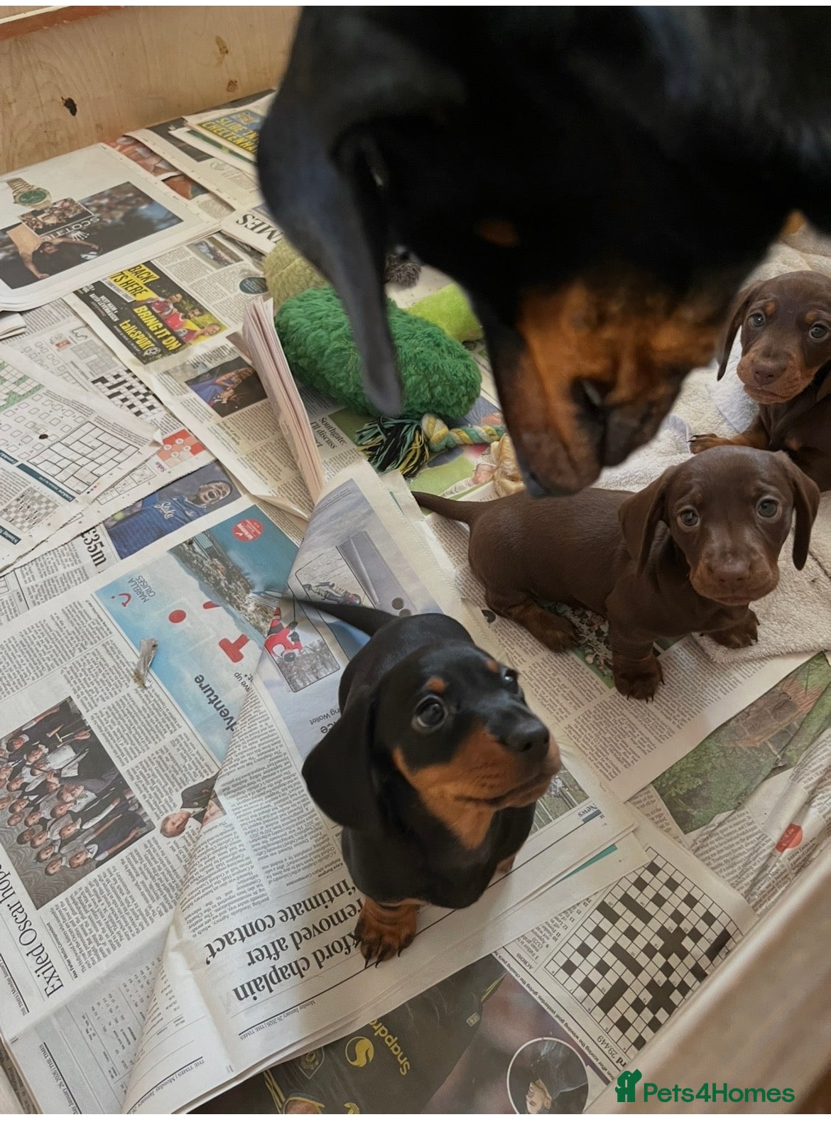 Miniature Dachshund dogs KC miniature Black and Tan dachshund puppy   - Advert 1