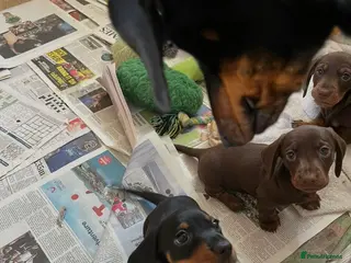Miniature Dachshund dogs KC miniature Black and Tan dachshund puppy - Advert 1