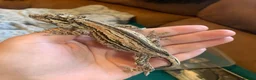 Gecko reptiles for sale: Gecko’s for sale - Advert 10