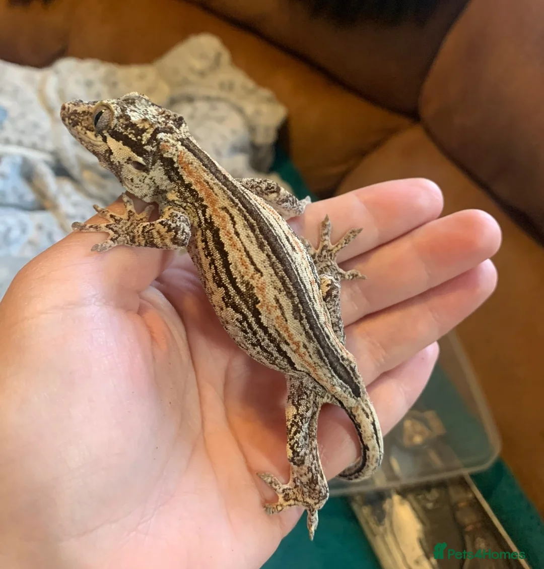 Gecko reptiles for sale: Gecko’s for sale - Advert 10