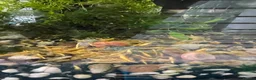 Other/Mixed Breed fish for sale: 🐟 HOME BRED FISH, SHRIMPS & SNAILS 🐌🐠🐟🦐 - Advert 3