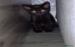 Mixed Breed cats for sale: Kittens can deliver  - Image 4
