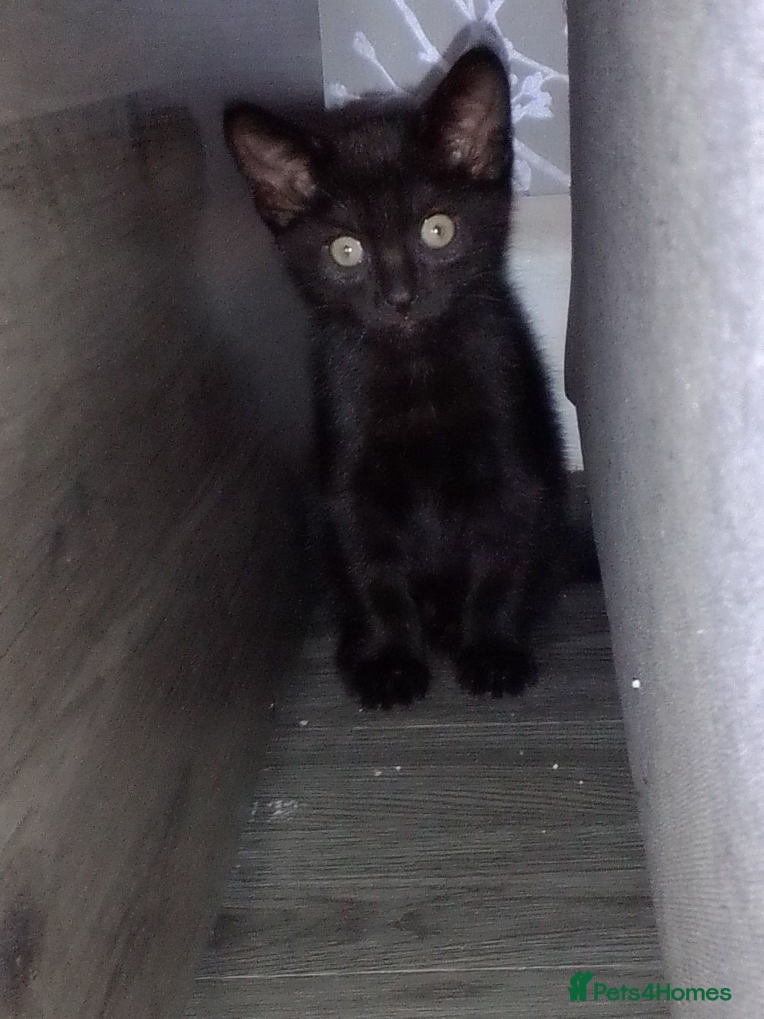 Mixed Breed cats for sale: Kittens can deliver  - Image 4