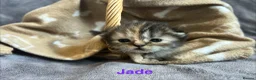 Persian cats for sale: Beautiful litter of Persian kittens, PKD Neg - Advert 4