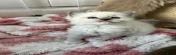 Ragdoll cats for sale: Stunning Ragdoll kittens  - Advert 6