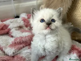 Ragdoll cats Stunning mink and blue mitted Ragdoll kittens - Advert 7