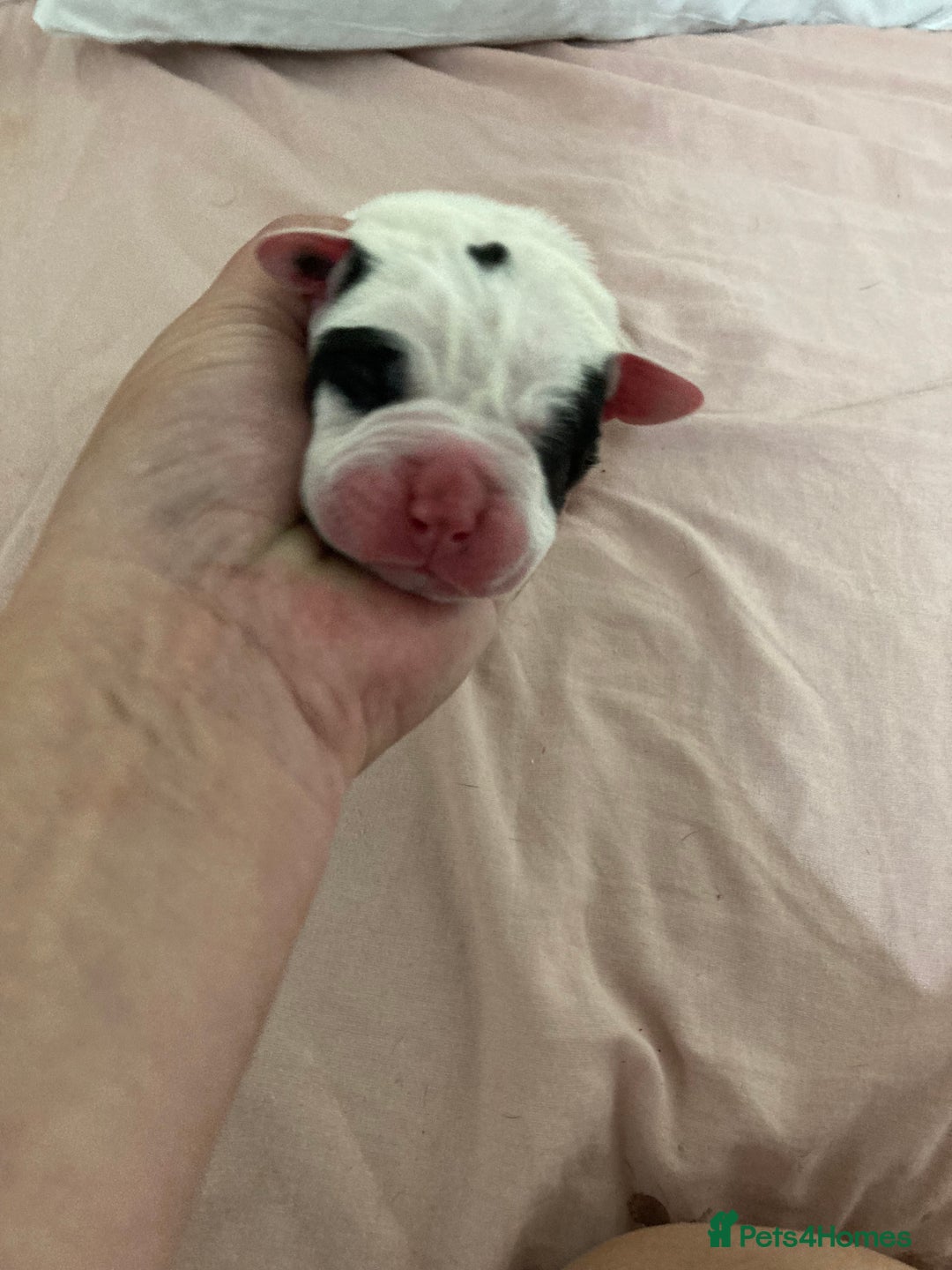 Mixed Breed dogs for sale: Mastiff x Staffy Puppies  - Advert 20