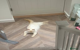 British Longhair cats for sale: White and ginger ragdoll  - Advert 2