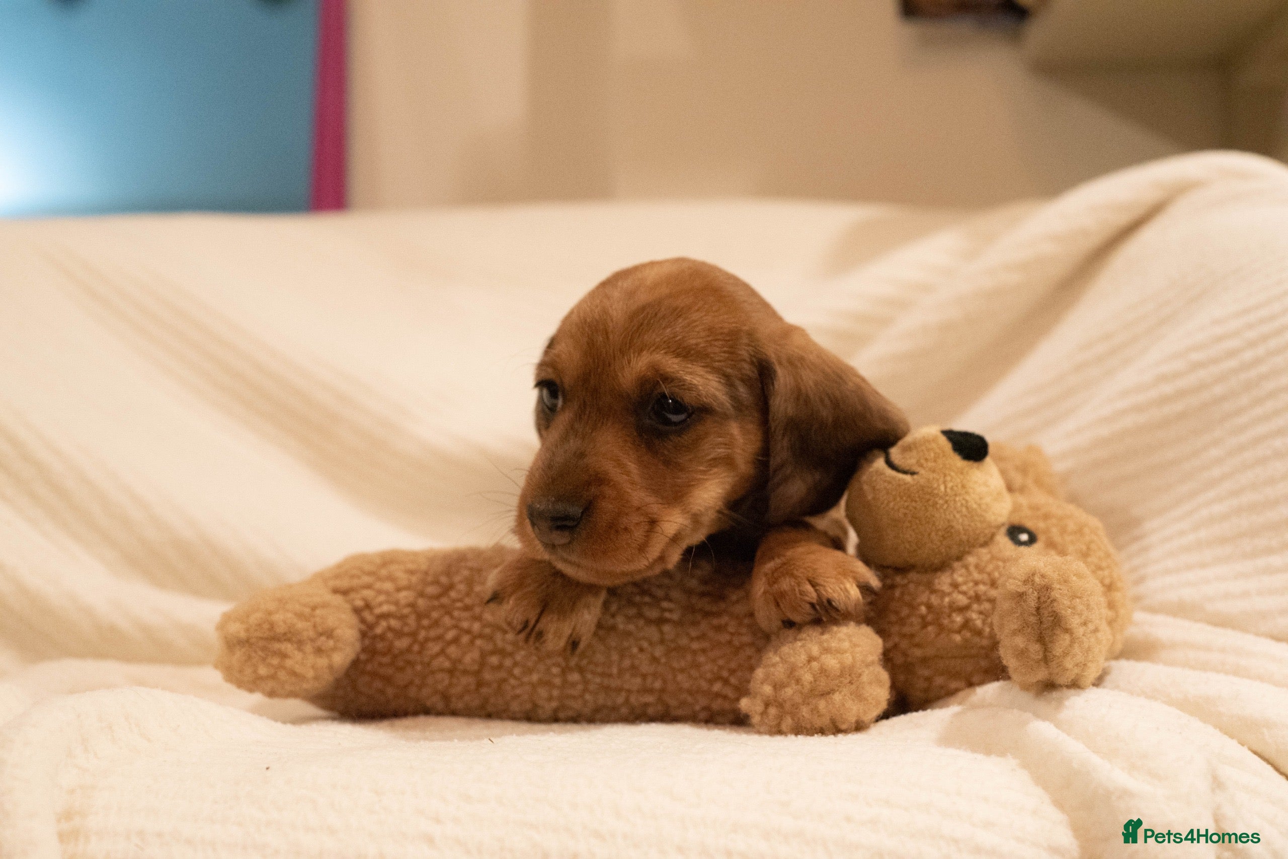 Dachshund dogs Miniature wire haired dachshunds - Advert 1